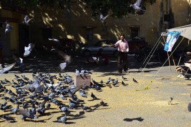 Jaipur, Rajasthan, Hindistan-Kasım, 2016: Hint adam şehir meydanında kuşlar besleme. Yetişkin etrafında uçan güvercinlerin sürüsü tahıl atma