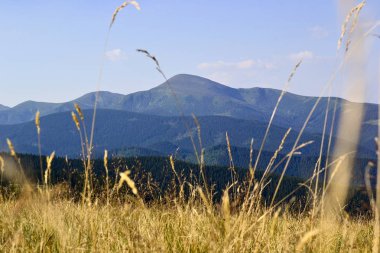 Gün batımı zaman, Karpat Dağları kuru sarı çim ile Ukrayna Hoverla zirve en yüksek noktası