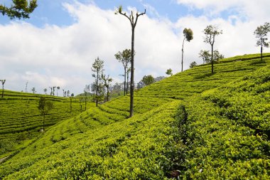 Seyis Çayı yeşil tarlası. Haputale yakınlarındaki çay bitkilerinin aydınlık teraslı alanları. Sri Lanka