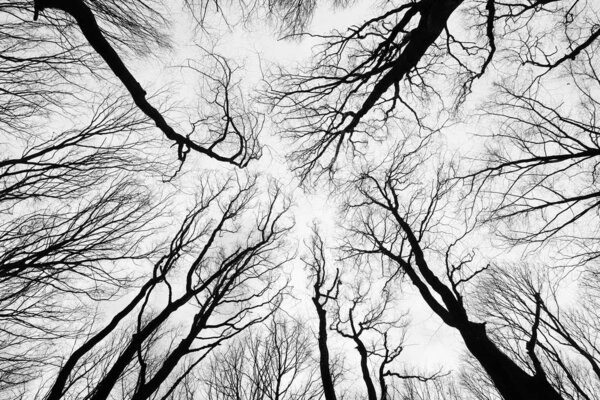 Trees branches without leaves like abstract cracks.  View from below into the sky in black and white (monochrome) color. Minimalism concept.