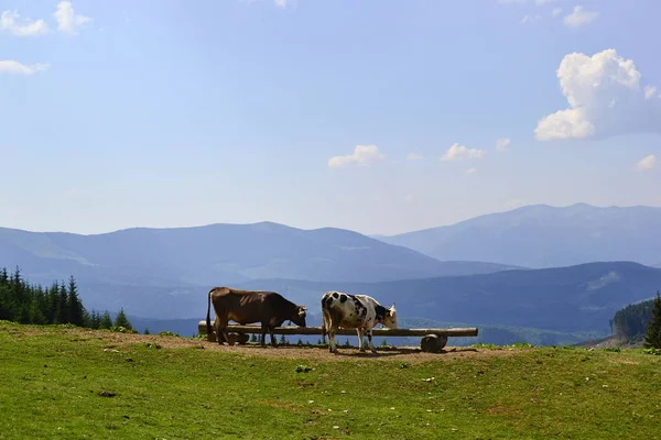 Duas Vacas Bebem Água Prado Verde Área Natureza Ecológica Com — Fotografia de Stock