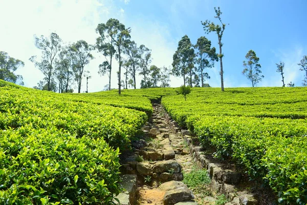 Sri Lanka güneşli bir gün taze yeşil çay tarlaları.