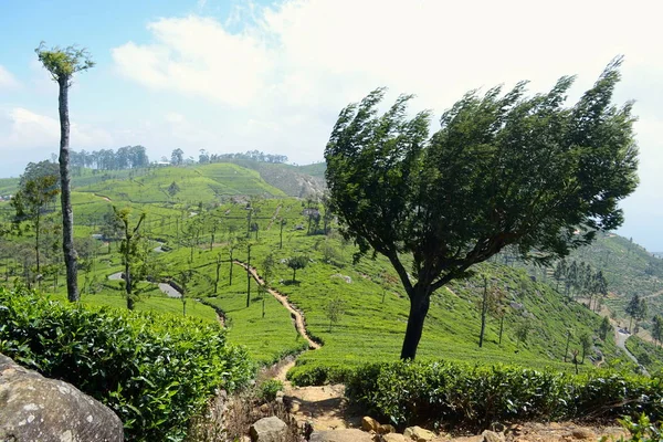 Large Vue Panoramique Sur Les Plantations Thé Vert Frais Sri — Photo