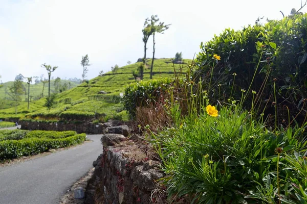 Желтые Цветы Фоне Свежих Зеленых Чайных Плантаций Шри Ланка — стоковое фото
