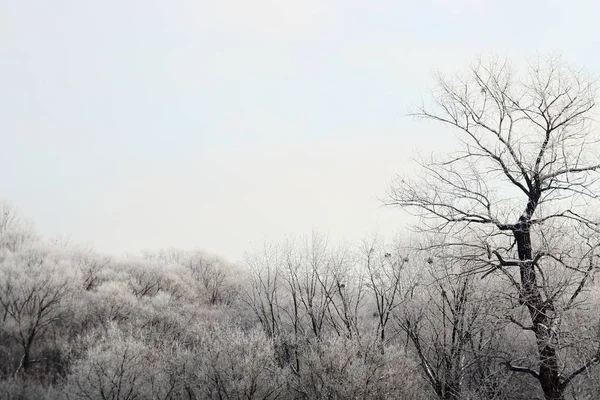 Snow Covered Forest Winter High Bare Tree City Park Empty Royalty Free Stock Photos