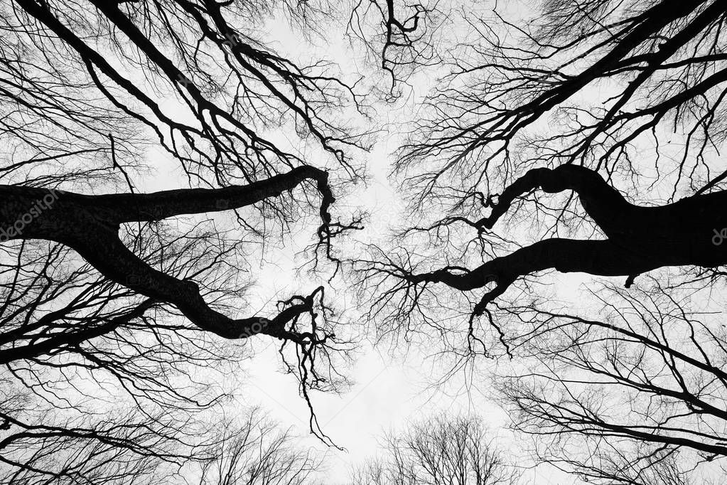 Trees silhouettes like abstract cracks. View from below into the sky in black and white (monochrome) color. Minimalism concept. Bare tree branches without leaves.