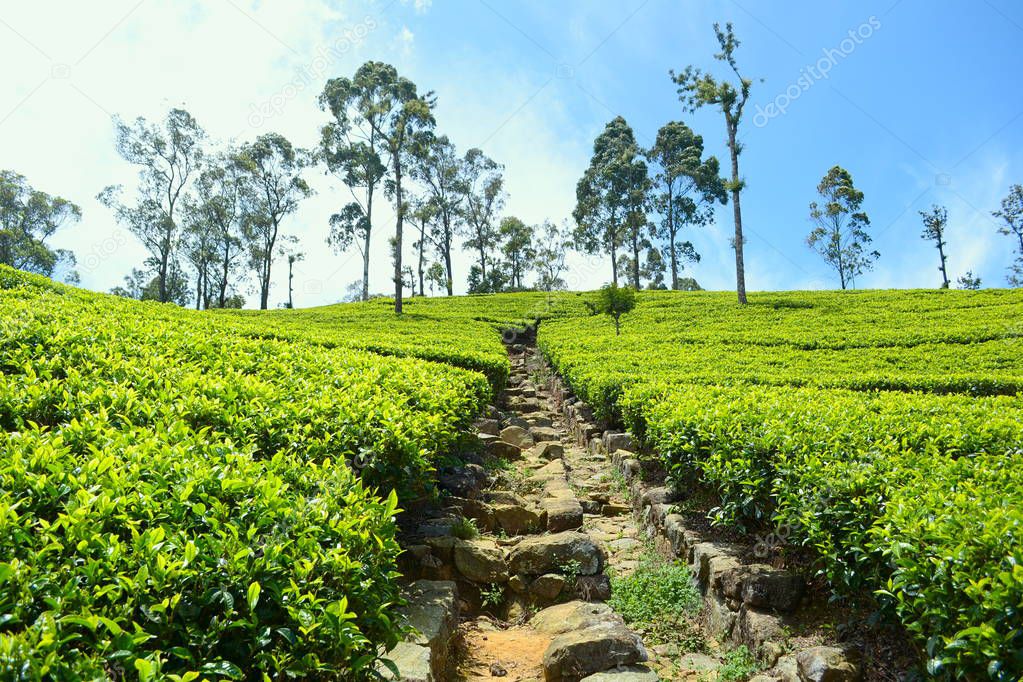 Fresh green tea plantations on sunny day in Sri Lanka.