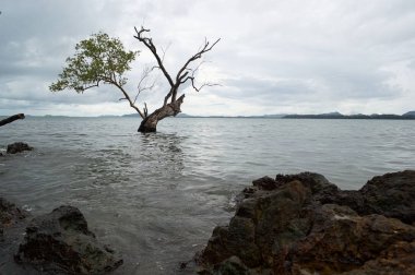 Neredeyse çıplak ağaç suda büyüyor. Ön planda kayalık kıyı şeridi. Koh Lanta Island, Tayland.