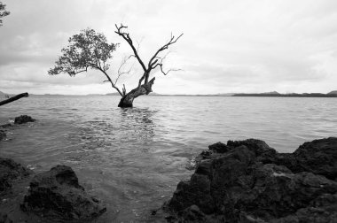 Neredeyse çıplak ağaç suda büyüyor. Ön planda kayalık kıyı şeridi. Siyah ve beyaz renklerde üretilmiştir. Koh Lanta Island, Tayland.