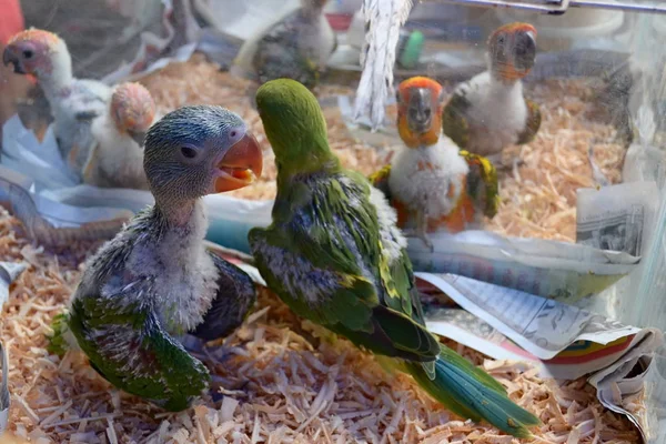 Chatuchak Market üzerinde kafes yakın çekim papağan civciv, Bangkok, Tayland