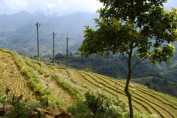 View of rice terraces outdoor in the mountains near Sapa. Vietnam. Three electric poles on the bacground of stunning valley view and small tree on a foreground.