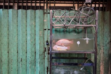 Deniz ürünleri restoranı nın yakınındaki sokakta akvaryumda iki balık.