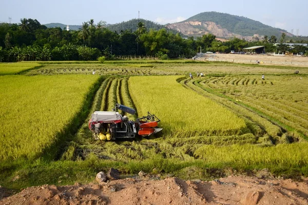 Combine Harvester Machine Harvests Ripe Rice Field Field Vietnam — Stock Photo, Image