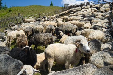 Karpat dağlarında koyun sürüsü çiftlik. Ukrayna.