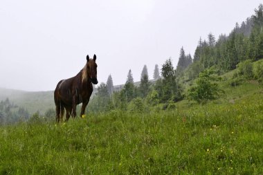Dağlarda yağmur altında at, Karpat Dağları. Ukrayna.