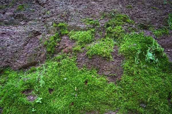 Grön Moss Textur Klippan Skog — Stockfoto