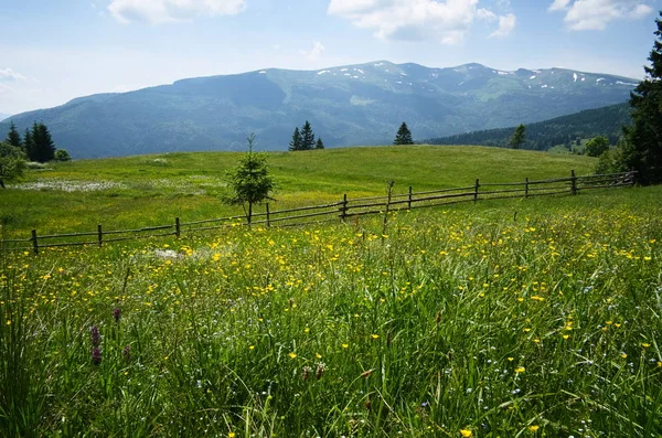 Prado Verde Brilhante Nas Montanhas Cordilheira Fundo Cárpatos Montanhas Ucrânia — Fotografia de Stock