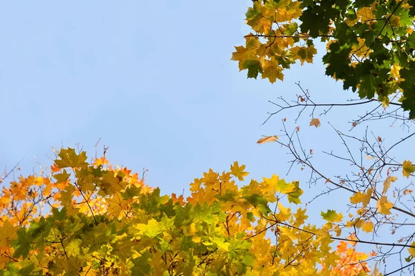 Amarelo Laranja Folhas Verdes Contra Céu Azul Claro Padrão Outono — Fotografia de Stock