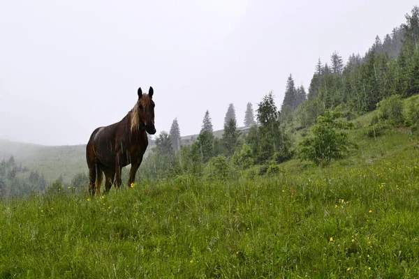 Horse under the rain in the mountains, Carpathian Mountains. Ukraine.