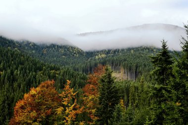 Çam ormanlarındaki sarı ağaçlar bulutlu gökyüzünün arka planında sonbahar mevsimi dağlarda. Orman ve tepelerin üzerindeki bulutlar. Karpatlar, Ukrayna