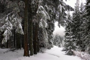 Kar kaplı çam ladin ağaçları ve kış sezonunda arka plan dağ ve bulutlu gökyüzü, Karpat dağları, Ukrayna