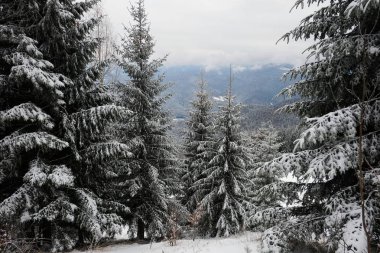 Kar kaplı çam ladin ağaçları ve kış sezonunda arka plan dağ ve bulutlu gökyüzü, Karpat dağları, Ukrayna