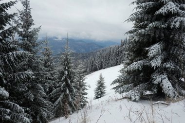 Kar kaplı çam ladin ağaçları ve kış sezonunda arka plan dağ ve bulutlu gökyüzü, Karpat dağları, Ukrayna