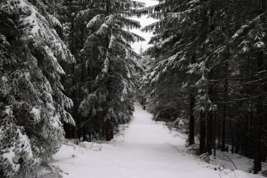 Kış sezonunda karla kaplı çam ladin ormanı ile yürüyüş yolu, Karpat dağları, Ukrayna