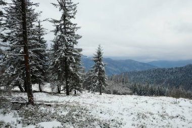 Kar kaplı çam ladin ağaçları ve kış sezonunda arka plan dağ ve bulutlu gökyüzü, Karpat dağları, Ukrayna