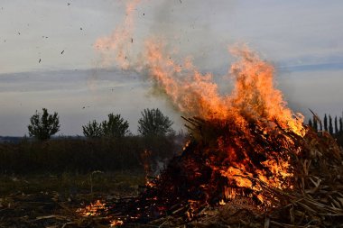 Akşam ları tarım sahasında kuru mısır samanı yakıyor. Hasat döneminin sonu. Ukrayna