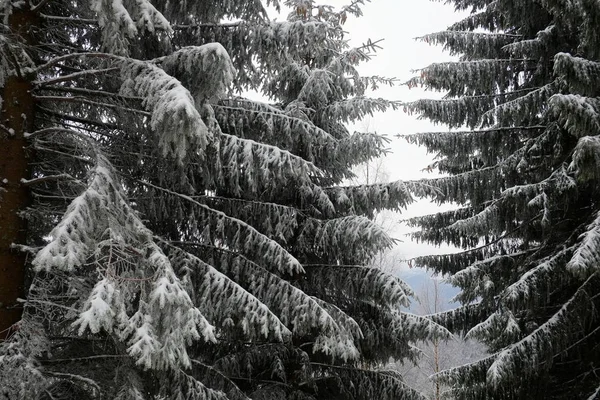 Snow Covered Pine Spruce Trees Background Mountain Range Cloudy Sky — Fotografia de Stock