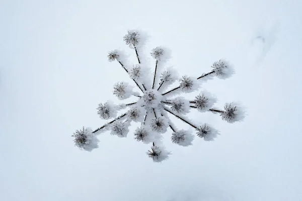 Ice-covered dry plant part pattern. Dry snow-covered bush on a background of white snow looks like snowflake.