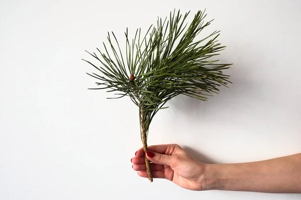 Kız el dikey beyaz bir arka plan üzerinde izole yeşil iğneler ile bir çam ağacının bir dalı tutar. Noel ve Yeni Yıl tatil sembolleri 
