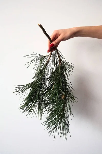 Kız el yeşil iğneler ve koni beyaz bir arka plan üzerinde izole ile bir çam ağacının bir dalı aşağı tutar. Noel ve Yeni Yıl tatil sembolleri 