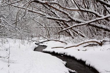 Şehir parklarında kışın ormandaki karla kaplı ağaçlar.