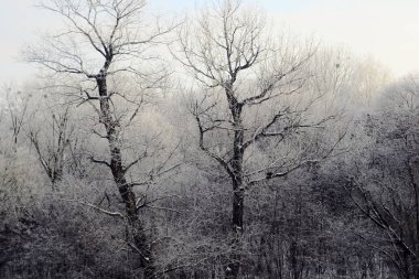 Kışın donmuş ağaçları kaplayan kar. Parkta çıplak ağaçlar.