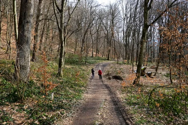 Two anonymous people walking in the forest on hiking trail in spring or autumn season. Walkway in woods. Carpathian mountains, Ukraine