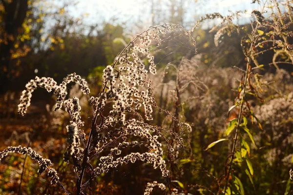 Jasne Złote Światło Słoneczne Przez Kwiaty Trawę Ciepłe Letnie Tło — Zdjęcie stockowe