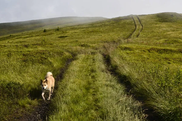 Cão Caminhando Trilha Caminhadas Nas Montanhas Topo Cordilheira Cárpatos Ucrânia — Fotografia de Stock