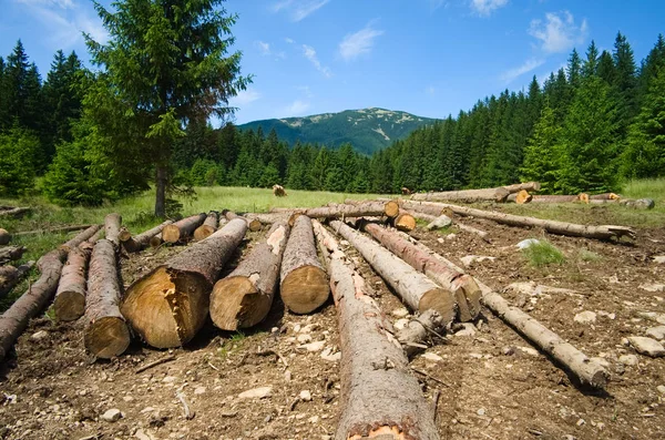 Heap of log wood pine forest trees on the yard in the mountains. Environmental  deforestation problem. Carpathian mountains, Ukraine.