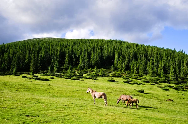 Cavalos Prado Verde Alto Das Montanhas Cárpatos Ucrânia — Fotografia de Stock