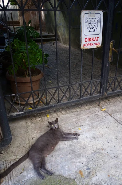 Cat lies near sign on Turkish language Beware of dog sign on the street. Istanbul, Turkey.