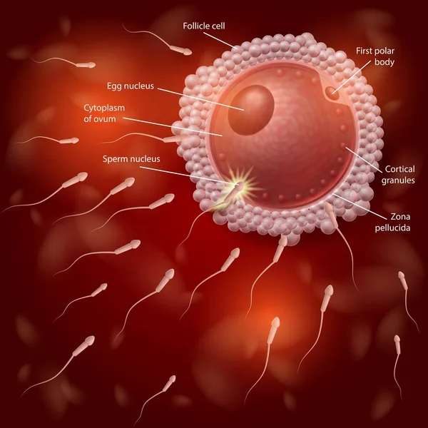 Human Natural Fertilization Process Vector Chart