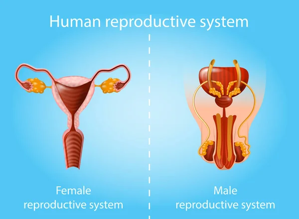 Sistema reprodutivo humano Esquema de anatomia vetorial —  Vetores de Stock