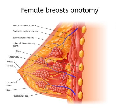 İnsan kadın Brest Anatomy tıp vektör düzeni