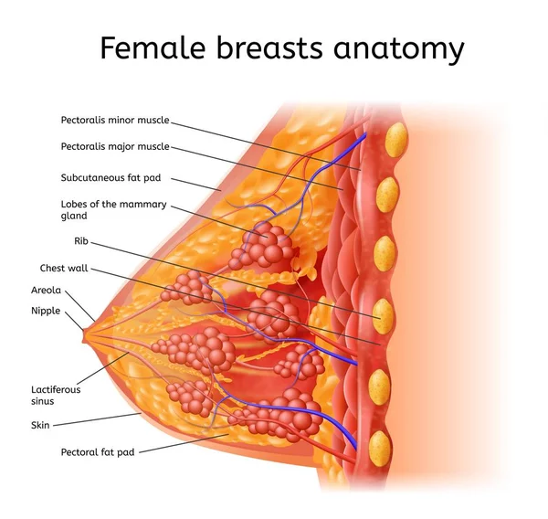 Lidské samice Brest anatomie lékařské vektorové schéma — Stockový vektor