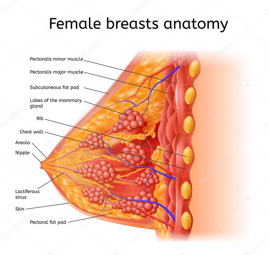 Human Female Brest Anatomy Medical Vector Scheme