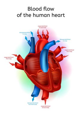 Blood Flow In Human Heart Realistic Vector Scheme clipart
