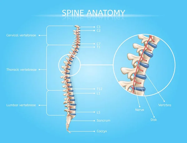 Infografía médica del vector de anatomía de la columna vertebral humana — Vector de stock