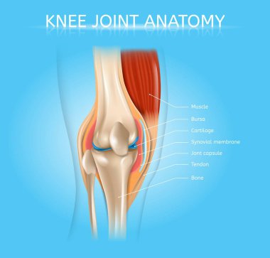 Human Knee Joint Anatomy Realistic Vector Scheme clipart